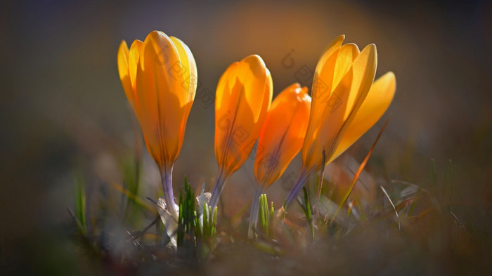 春天背景与花漂亮的彩色的开花番红花属藏红花阳光明媚的一天自然摄影春天时间
