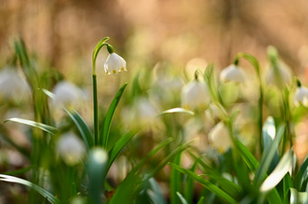 春天雪花花<strong>白细胞</strong>vernum美丽的白色春天花的森林色彩斑斓的自然背景