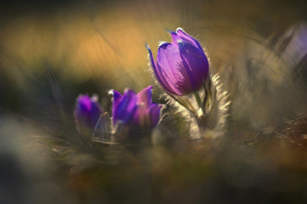 春天时间美丽的紫色的盛开的花草地与日落太阳春天自然和色彩斑斓的背景小毛茸茸的朝鲜<strong>白头翁白头翁</strong>长大的