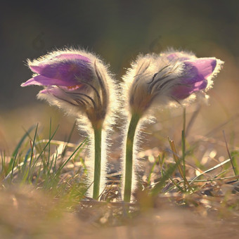 春天时间美丽的紫色的盛开的花草地与日落太阳春天自然和色彩斑斓的背景小毛茸茸的朝鲜<strong>白头翁白头翁</strong>长大的