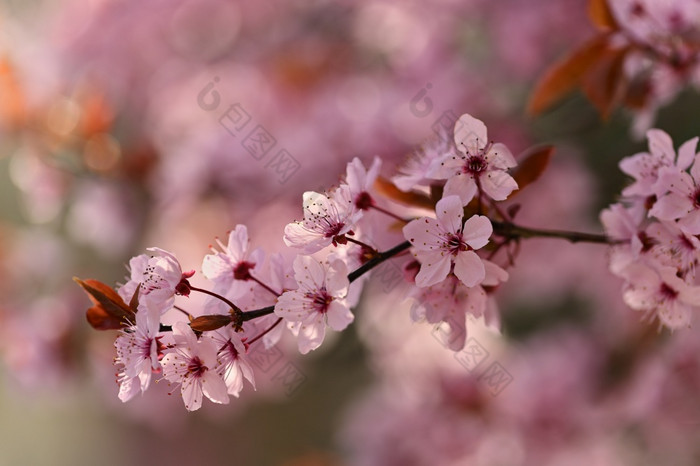 美丽的开花树春天色彩斑斓的背景与花自然春天时间不错的阳光明媚的一天