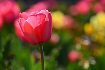 美丽的精致的春天花郁金香柔和的颜色和色彩斑斓的自然背景特写镜头花自然概念为春天时间