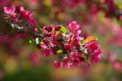 春天背景粉红色的樱桃花朵树下蓝色的天空美丽的樱花花在春天时间的公园