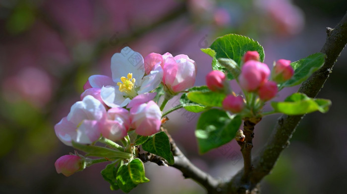 春天背景与开花水果树美丽的盛开的苹果树春天时间
