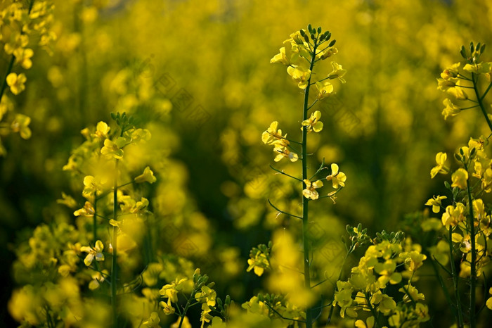 油菜籽场日落美丽的黄色的自然背景为春天和春天时间概念为农业和行业芸苔属植物显著