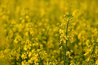 油菜籽场日落美丽的黄色的自然背景为<strong>春天和春天</strong>时间概念为农业<strong>和</strong>行业芸苔属植物显著