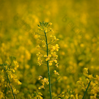油菜籽场日落美丽的黄色的自然背景为<strong>春天和春天</strong>时间概念为农业<strong>和</strong>行业芸苔属植物显著