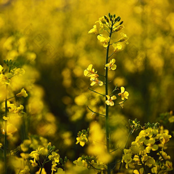 油菜籽场日落美丽的黄色的自然背景为春天和春天时间概念为农业和行业芸苔属植物显著