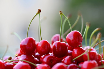 美丽的红色的新鲜的樱桃健康的食物水果概念为有机和健康的生活方式