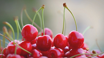 美丽的红色的新鲜的樱桃健康的食物水果概念为有机和健康的生活方式