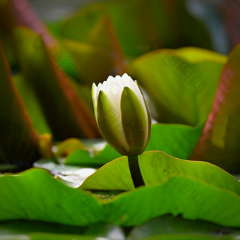 自然花美丽的白色水莉莉的水表面色彩斑斓的背景