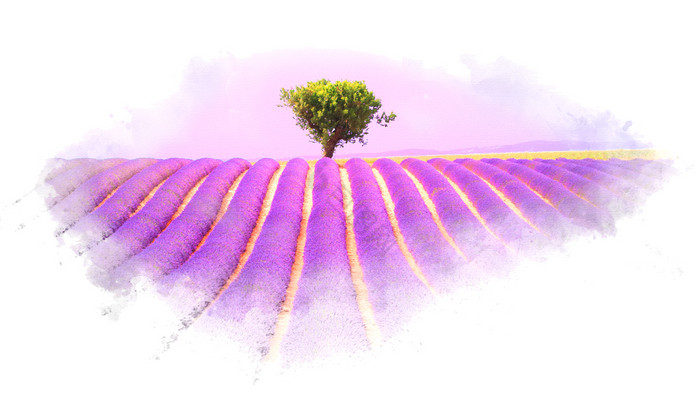 薰衣草场普罗旺斯效果插图