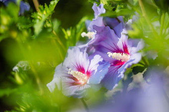 紫罗兰色的和紫色的芙蓉花完整的布鲁姆玫瑰沙龙芙蓉syriacus