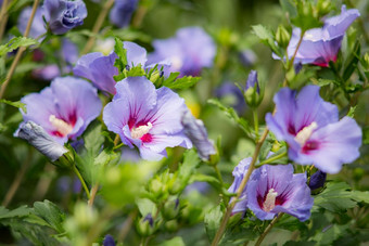 紫色的芙蓉花完整的布鲁姆玫瑰沙龙芙蓉syriacus