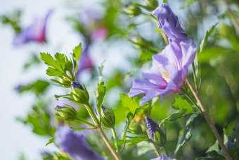 紫色的芙蓉花完整的布鲁姆旋转浅deptch场紫色的芙蓉花和浅deptch