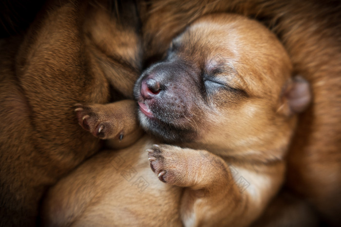 新生儿棕色（的）小狗特写镜头在皮毛新生儿棕色（的）小狗特写镜头