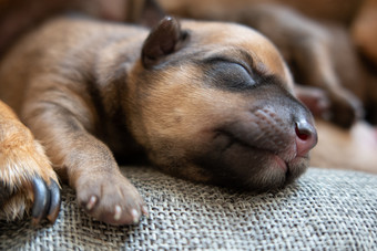 新生儿棕色（的）小狗与快乐脸在织物新生儿棕色（的）小狗与快乐脸