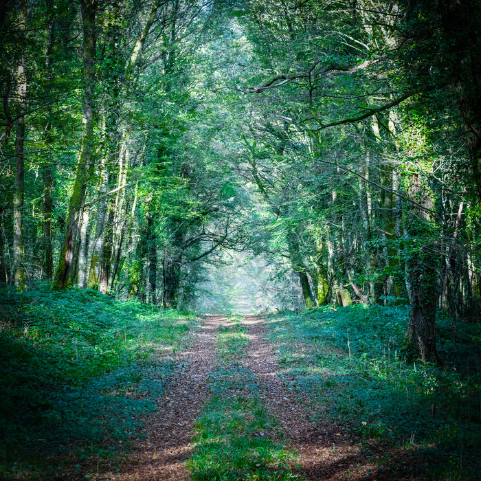 路径领先的成的森林浆果法国路径领先的成的森林