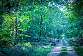 路径领先的成的森林浆果法国路径领先的成的森林