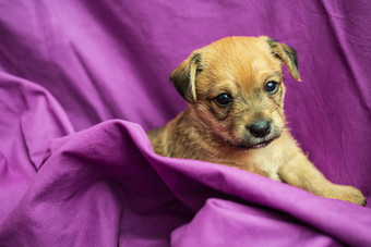 可爱的小狗<strong>折叠</strong>紫色的织物棕色（的）小狗<strong>折叠</strong>紫色的织物