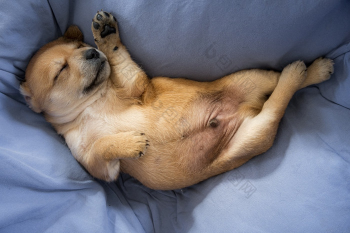 新生儿小狗睡觉蓝色的毯子新生儿小狗睡觉毯子