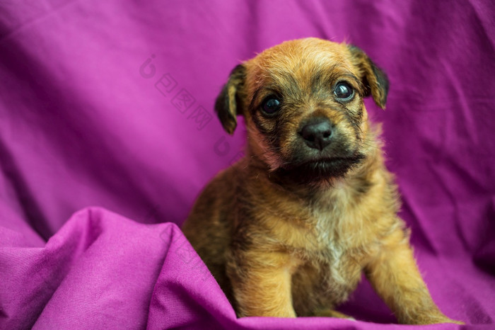 可爱的小狗折叠紫色的织物棕色（的）小狗折叠紫色的织物