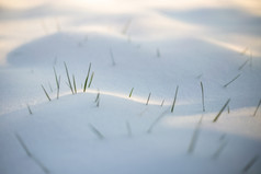 草叶片的雪白色背景草叶片的雪