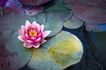 粉红色的睡莲莲花花黑暗池塘粉红色的睡莲莲花花池塘