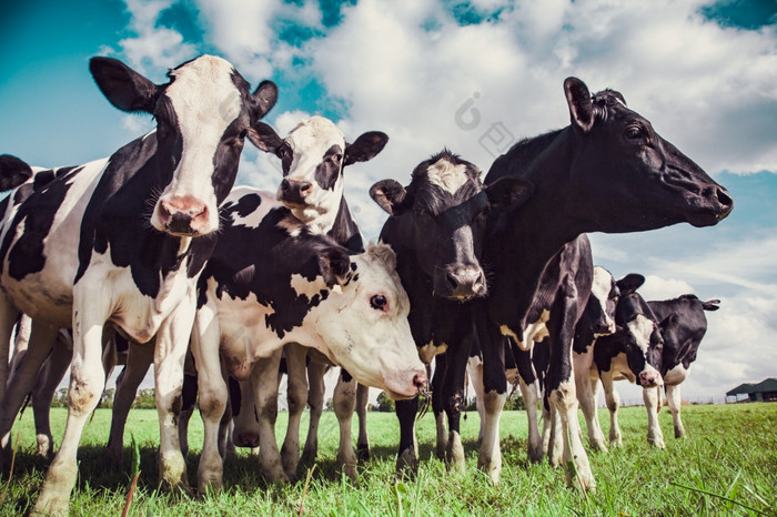 集团荷斯坦牛的牧场集团荷斯坦牛