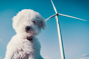 白色狗和风涡轮为清洁概念在深蓝色的天空白色狗和风涡轮为清洁概念
