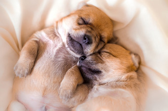 新生儿小狗甜蜜的梦想睡觉在一起新生儿小狗甜蜜的梦想