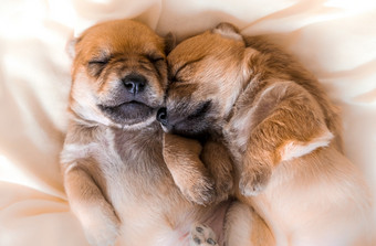可爱的新生儿小狗甜蜜的梦想睡觉在一起可爱的新生儿小狗甜蜜的梦想