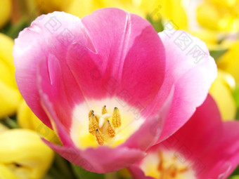粉红色的郁金香粉红色的郁金香与白色提示的提示的粉红色的花瓣