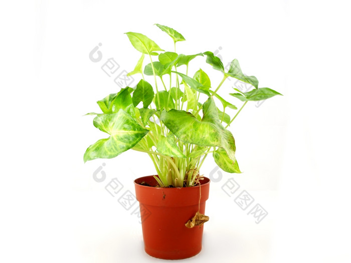 绿色植物新鲜的绿色植物红色的能对白色背景