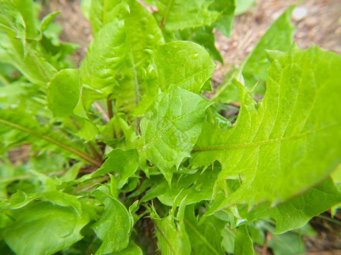 特写镜头新鲜的蒲公英杂草草图片