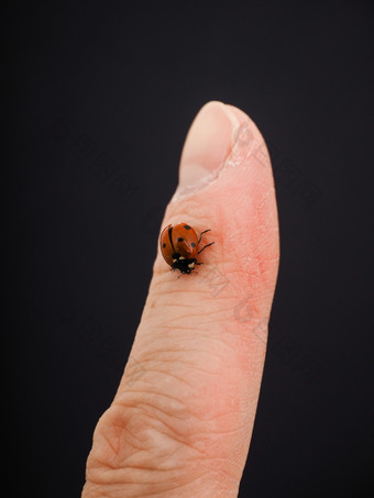 瓢虫走向下手指孤立的对黑色的背景