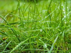 水滴草从雨早期早....关闭