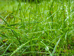 水滴草从雨早期早....关闭