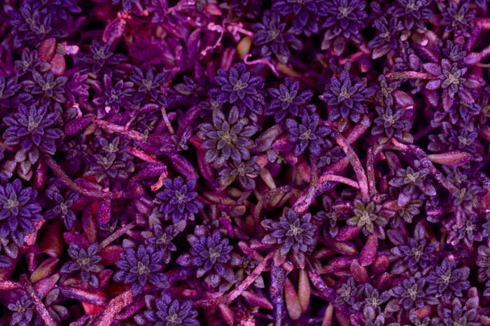 植物有创意的爽肤水紫色的背景图像