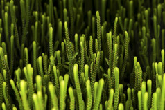 特写镜头纹理绿色多汁的植物houseplan背景图像crassulamuscosa多汁的浅景深