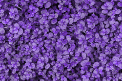 植物有创意的爽肤水紫色的背景图像