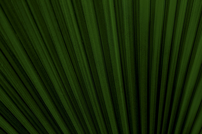 纹理黑暗绿色异国情调的棕榈叶子背景图像