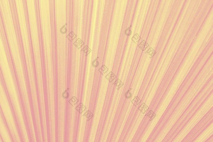 纹理粉红色的异国情调的棕榈叶子背景图像