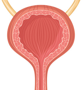 人类膀胱