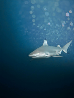 黑鳍礁鲨鱼夜间潜水