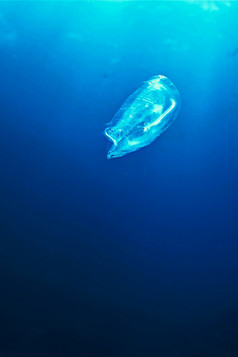 梳子果冻鱼的深蓝色的海洋