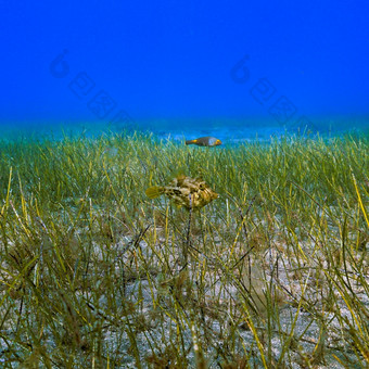 小鱼的海底草