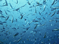 鱼汤的深蓝色的海洋
