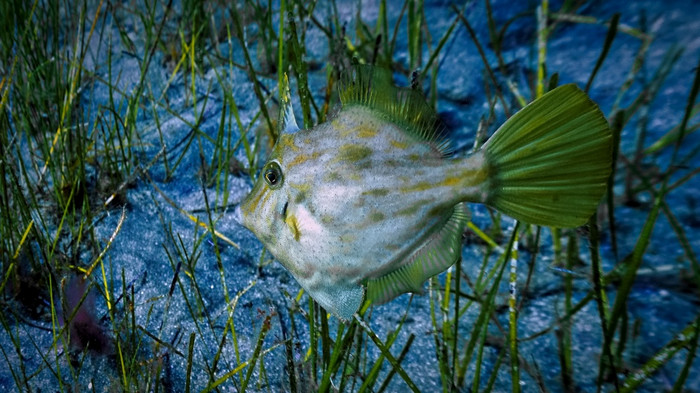 小鱼的海底草