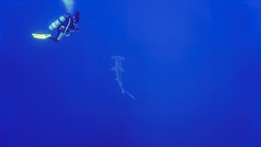 水下照片圆齿状的锤头鲨鱼和潜水潜水员